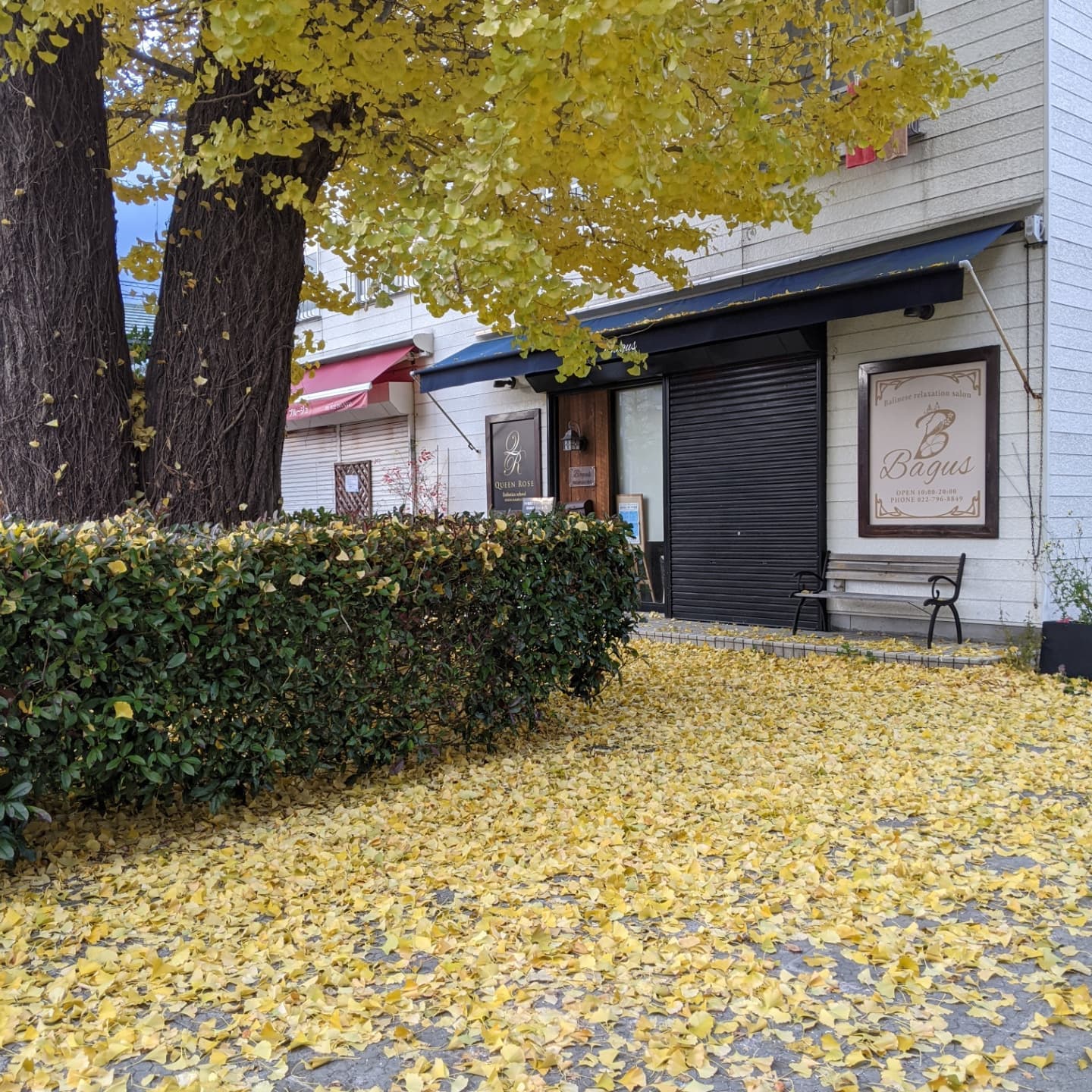 昨日の買い出しの途中、きれいな銀杏の落ち葉でした。昨夜からの風で葉っぱたちどこまで行ったかな…？今夜もご予約ありがとうございます🤗 (Instagram)