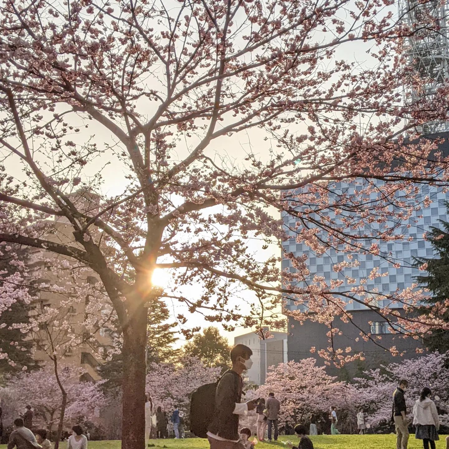 日曜日のお弁当の受け渡しが終わってから夕方錦町公園へ桜を観に行きました。ここの桜はピンクかわいいです8,9,10日とサクラ咲くお弁当のご予約お受け取りありがとうございました今週の15,16,17日分のご予約は明日が締切となります。メッセージお待ちしております (Instagram)